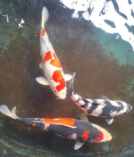 Ikan Koi